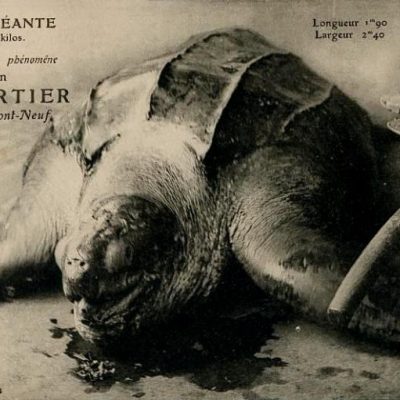 Giant Tortoise of Paris