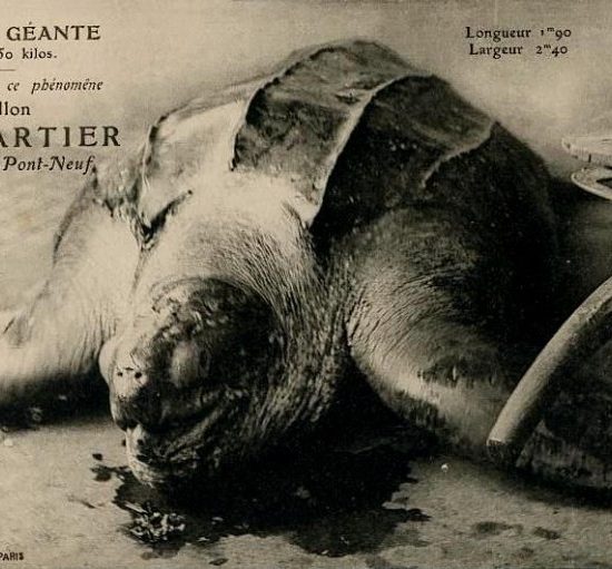 Giant Tortoise of Paris