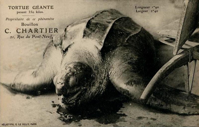 Giant Tortoise of Paris